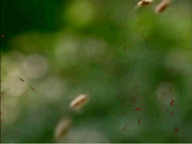 bees_intro
