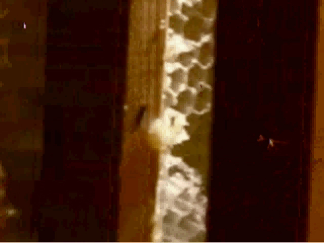 bees1