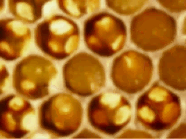 bees1