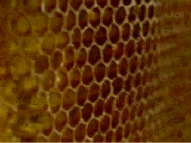 bees1