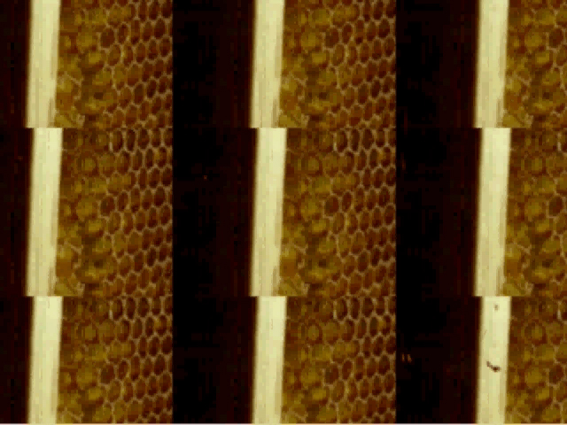 bees_multi