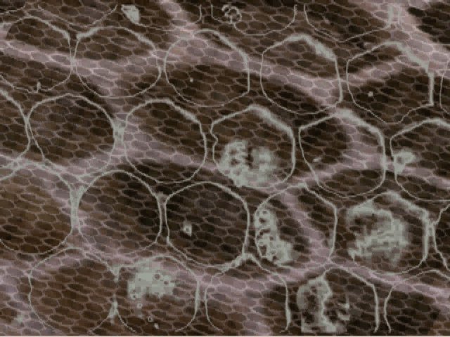 bees1